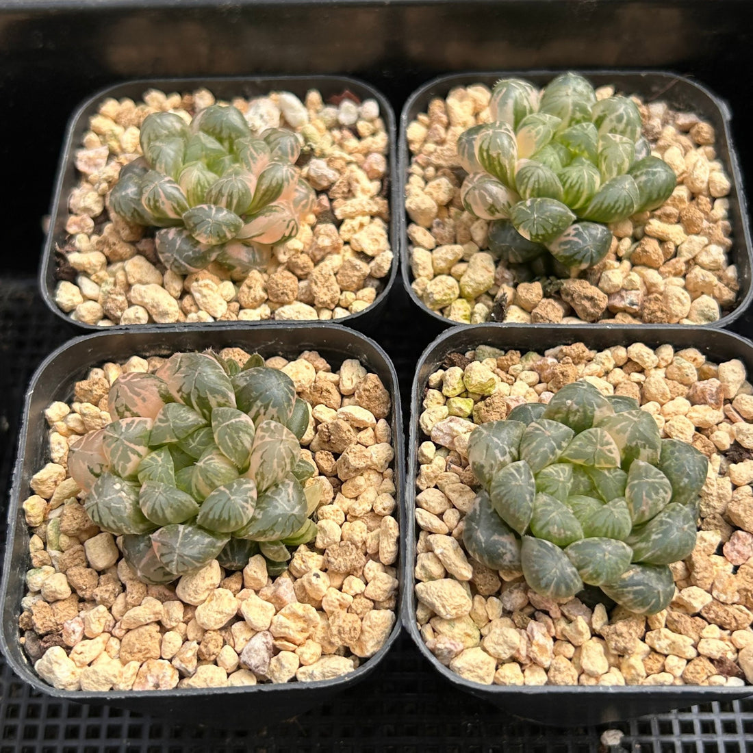 2'' Haworthia Cooperi Plastic Skin Variegated, Rare Live Succulent Plants