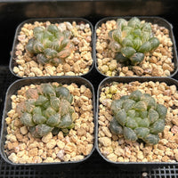 2'' Haworthia Cooperi Plastic Skin Variegated, Rare Live Succulent Plants