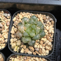 2'' Haworthia Cooperi Plastic Skin Variegated, Rare Live Succulent Plants