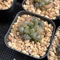 2'' Haworthia Cooperi Plastic Skin Variegated, Rare Live Succulent Plants