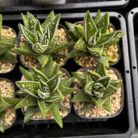 3'' Haworthia Tears of Angel, Rare Live Succulent Plants