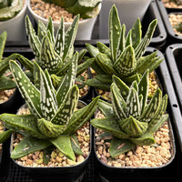 3'' Haworthia Tears of Angel, Rare Live Succulent Plants