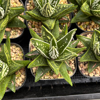 3'' Haworthia Tears of Angel, Rare Live Succulent Plants