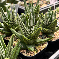 3'' Haworthia Tears of Angel, Rare Live Succulent Plants