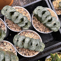 5'' Haworthia Truncata Taoist Priest, Rare Live Succulent Plants