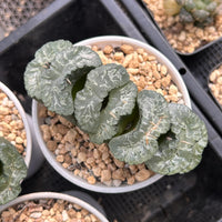 5'' Haworthia Truncata Taoist Priest, Rare Live Succulent Plants