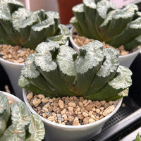5'' Haworthia Truncata Taoist Priest, Rare Live Succulent Plants