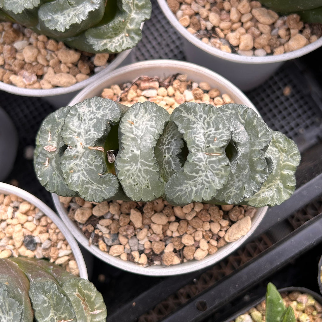 5'' Haworthia Truncata Taoist Priest, Rare Live Succulent Plants