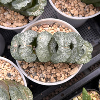 5'' Haworthia Truncata Taoist Priest, Rare Live Succulent Plants