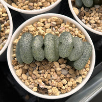 3'' Haworthia Truncata Ultimate Blue, Rare Live Succulent Plants
