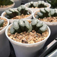 3'' Haworthia Truncata Ultimate Blue, Rare Live Succulent Plants