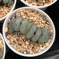 3'' Haworthia Truncata Ultimate Blue, Rare Live Succulent Plants