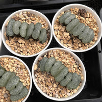 3'' Haworthia Truncata Ultimate Blue, Rare Live Succulent Plants