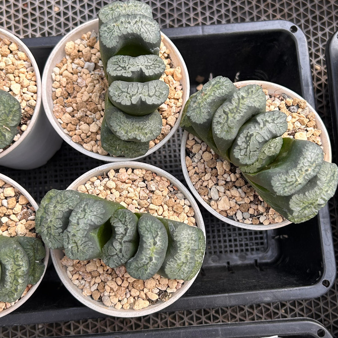 4'' Haworthia Maughanii Aoi Gozen, Rare Live Succulent Plants