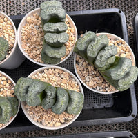 4'' Haworthia Maughanii Aoi Gozen, Rare Live Succulent Plants