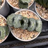 4'' Haworthia Maughanii Aoi Gozen, Rare Live Succulent Plants