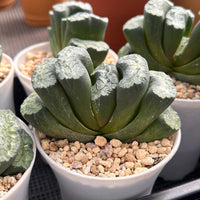 4'' Haworthia Maughanii Aoi Gozen, Rare Live Succulent Plants
