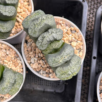 4'' Haworthia Maughanii Aoi Gozen, Rare Live Succulent Plants