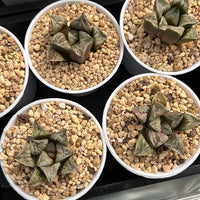 2'' Haworthia Tongque Tower, Rare Live Succulent Plants