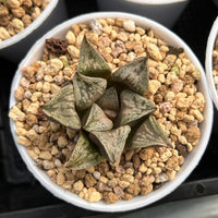 2'' Haworthia Tongque Tower, Rare Live Succulent Plants