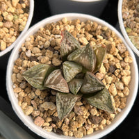 2'' Haworthia Tongque Tower, Rare Live Succulent Plants