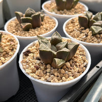 2'' Haworthia Tongque Tower, Rare Live Succulent Plants
