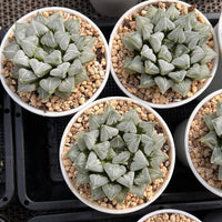4'' Haworthia Love Heart, Rare Live Succulent Plants