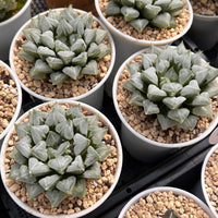4'' Haworthia Love Heart, Rare Live Succulent Plants