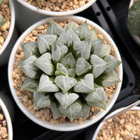 4'' Haworthia Love Heart, Rare Live Succulent Plants