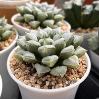 4'' Haworthia Love Heart, Rare Live Succulent Plants