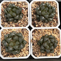 2'' Haworthia Cooperi Crystal, Rare Live Succulent Plants
