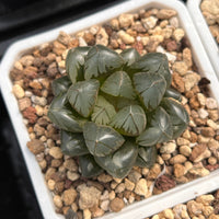 2'' Haworthia Cooperi Crystal, Rare Live Succulent Plants