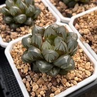 2'' Haworthia Cooperi Crystal, Rare Live Succulent Plants