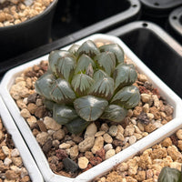 2'' Haworthia Cooperi Crystal, Rare Live Succulent Plants