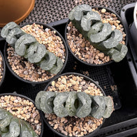 4'' Haworthia Truncata Aoi7, Rare Live Succulent Plants