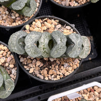 4'' Haworthia Truncata Aoi7, Rare Live Succulent Plants
