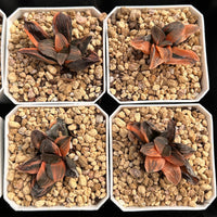2'' Haworthia Pygmaea Night Forest Variegated, Rare Live Succulent Plants