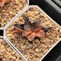 2'' Haworthia Pygmaea Night Forest Variegated, Rare Live Succulent Plants