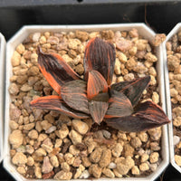2'' Haworthia Pygmaea Night Forest Variegated, Rare Live Succulent Plants