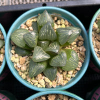 3'' Haworthia Silver Turtle, Rare Live Succulent Plants