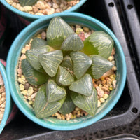 3'' Haworthia Silver Turtle, Rare Live Succulent Plants
