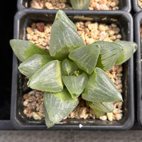 4'' Haworthia Pygmaea Ice City, Rare Live Succulent Plants