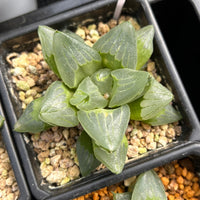 4'' Haworthia Pygmaea Ice City, Rare Live Succulent Plants