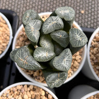 3'' Haworthia Maughanii Snow Country, Rare Live Succulent Plants