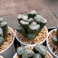 3'' Haworthia Maughanii Snow Country, Rare Live Succulent Plants
