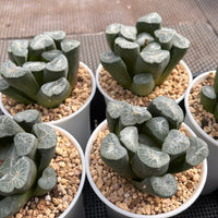 3'' Haworthia Maughanii Snow Country, Rare Live Succulent Plants