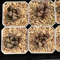 2'' Haworthia Renny Hakuja, Rare Live Succulent Plants