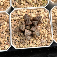 2'' Haworthia Renny Hakuja, Rare Live Succulent Plants