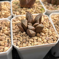 2'' Haworthia Renny Hakuja, Rare Live Succulent Plants