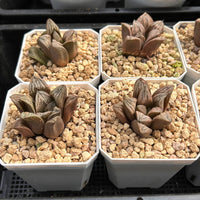 2'' Haworthia Renny Hakuja, Rare Live Succulent Plants